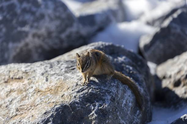 pika stein rabit tier auf felsen - alberta canada animal autumn stock-fotos und bilder