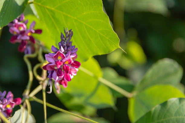 un floraison kudzu. - kudzu photos et images de collection