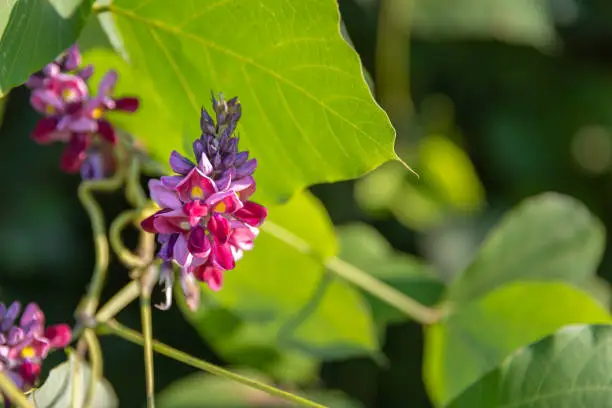 Photo of A flowering kudzu.