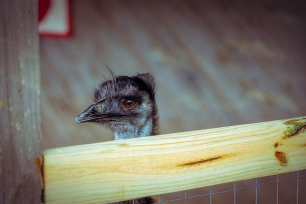 NC State Fair Emu's Head - Asheville, NC