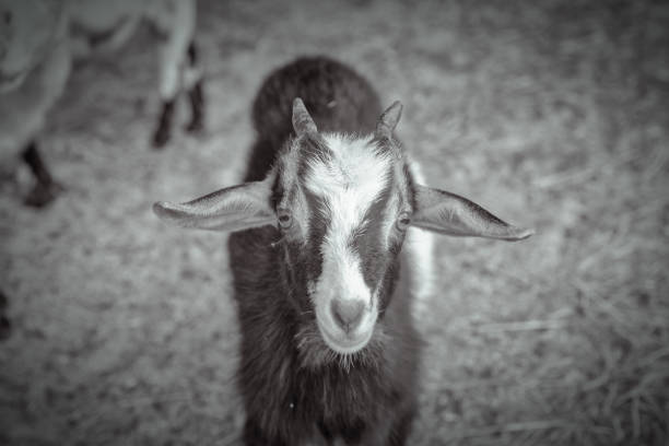 istock NC State Fair Goat - Asheville, NC 1051014352