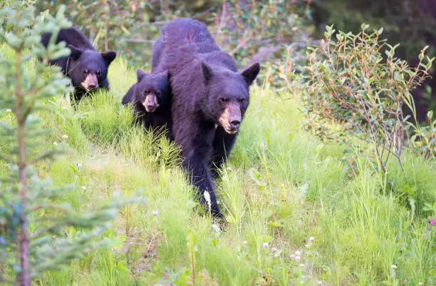 Black bears in the wild