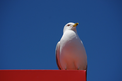 seagull on red structure with blue background