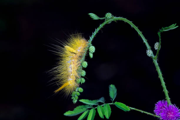 istock view close up small yellow worm on green leaves and black background 1051018184