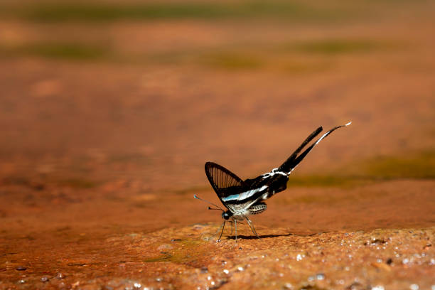 butterfly eating salty sand