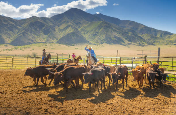 Roping cattle for branding in Utah