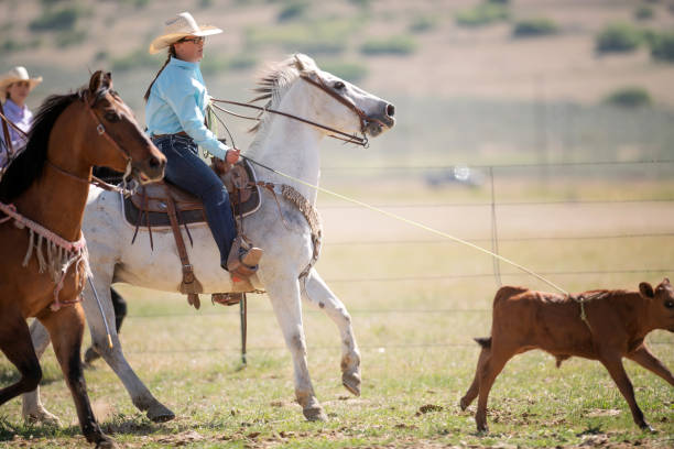 istock Roping cattle for branding in Utah 1051021366
