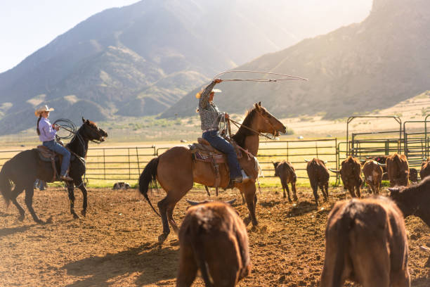 istock Roping cattle for branding in Utah 1051023614