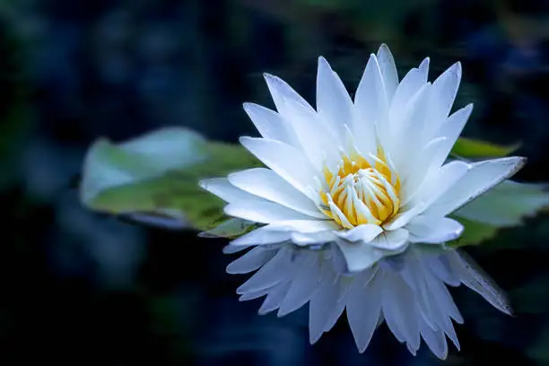 A Beautiful White lotus flower and leaf in pond.