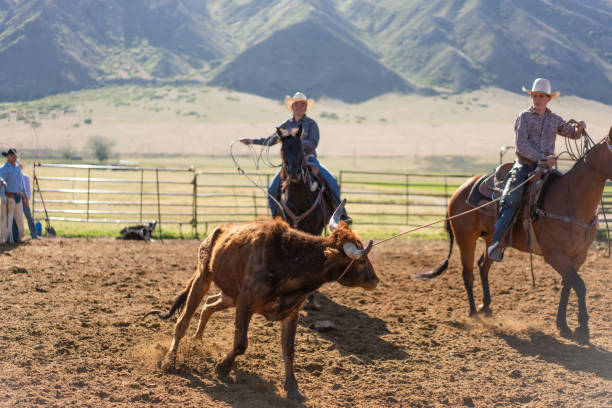 istock Roping cattle for branding in Utah 1051023824