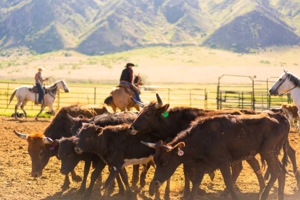 Roping cattle for branding in Utah