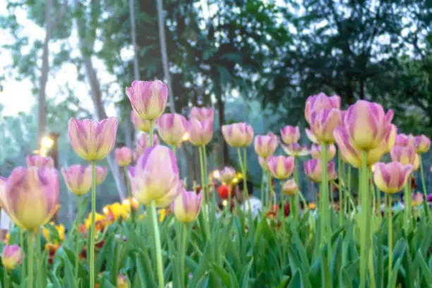 Image is blurry on background.Tulip colorful flowers and light is clear Beautiful of nature background.