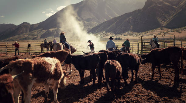 istock Cattle branding in Utah - USA 1051023970