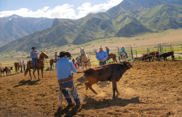 istock Roping cattle for branding in Utah 1051024036