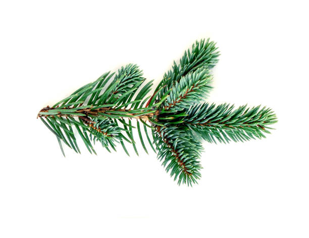 istock Green  pine branch isolated on white background. Fir tree branch, detailed image 1051032196