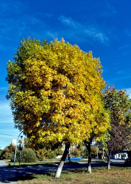 istock yellowing autumn trees against the bright blue sky 1051032416