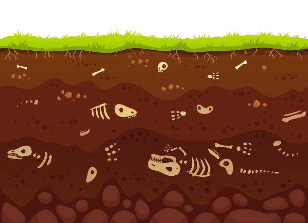 Archeology bones in soil layers. Buried fossil animals, dinosaur skeleton bone in dirt and underground clay layer vector illustration Archeology bones in soil layers. Buried fossil animals, dinosaur skeleton bone in dirt and underground clay layer or death lizard in dirty earth, geological vector cartoon illustration fossil stock illustrations