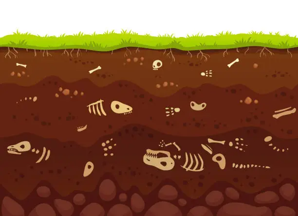 Vector illustration of Archeology bones in soil layers. Buried fossil animals, dinosaur skeleton bone in dirt and underground clay layer vector illustration