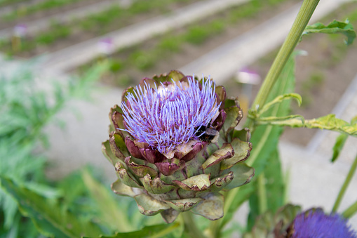 Close-up of ripe artichokes (Cynara cardunculus) globes growing on the end of the artichoke plant stalks.\n\nTaken in Castroville, California, USA