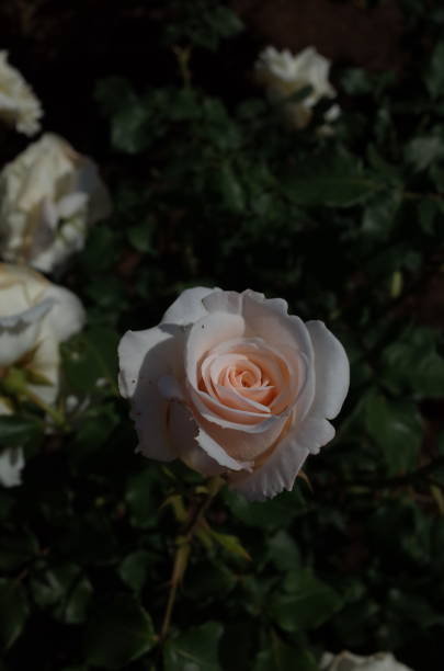 istock Rose - White and Light Cream 'French Lace' 1051047344