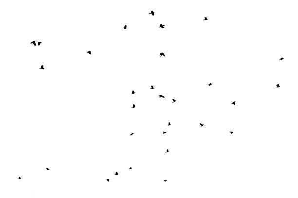 istock Flying bird silhouettes isolated on white background 1051052876