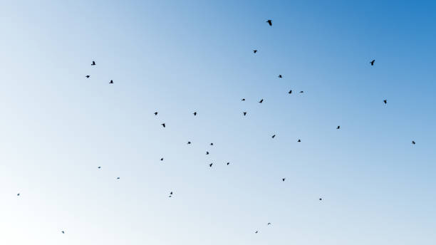 istock A flock of birds in the sky 1051052898
