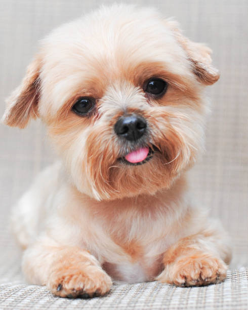 istock Adorable Way To Show Your Cuteness 1051053168