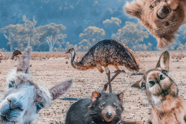 divertente collage di animali che vivono in australia - emu, koala, canguro, diavolo della tasmania e alpaca - tasmanian animals foto e immagini stock