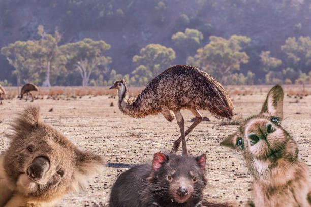 istock Comic collage of Australian native animals - emu, koala, Tasmanian devil, and kangaroo portraits 1051067010