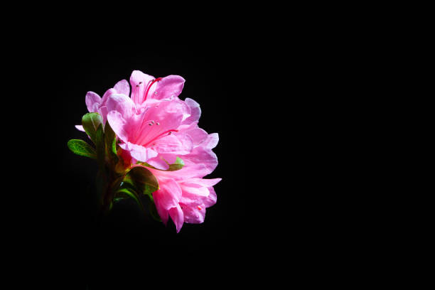 Pink azalea flowers isolated on black background with copy space