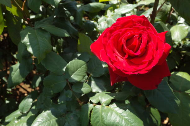 istock Pink - Red 'Red Meilland' 1051071770