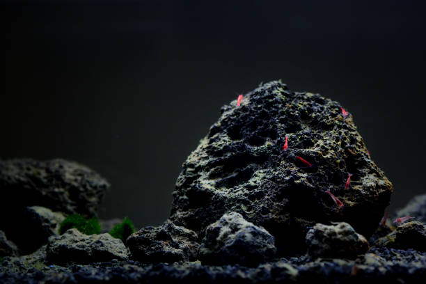Halocaridina rubra (the Hawaiian red shrimp or volcano shrimp is a small red shrimp of the family Atyidae) is in group grazing on hardscape