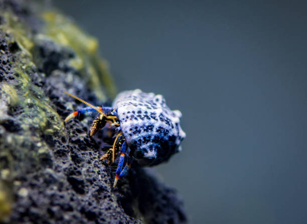 istock Blue leg hermit crab posing on algae covered volcanic rock in brackish aquarium 1051072122