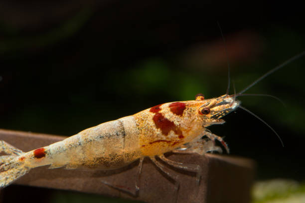 istock Red crystal bee shrimp in freshwater aquarium 1051072210