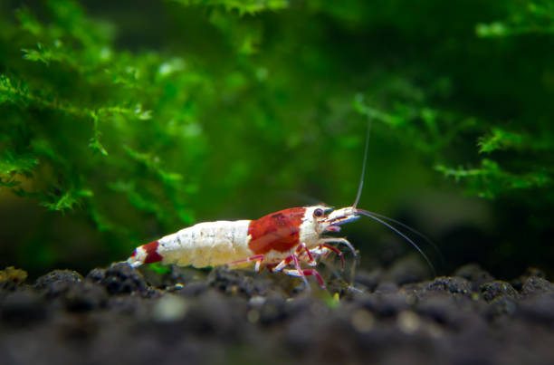 istock Pinto mosura pet shrimp 1051072230