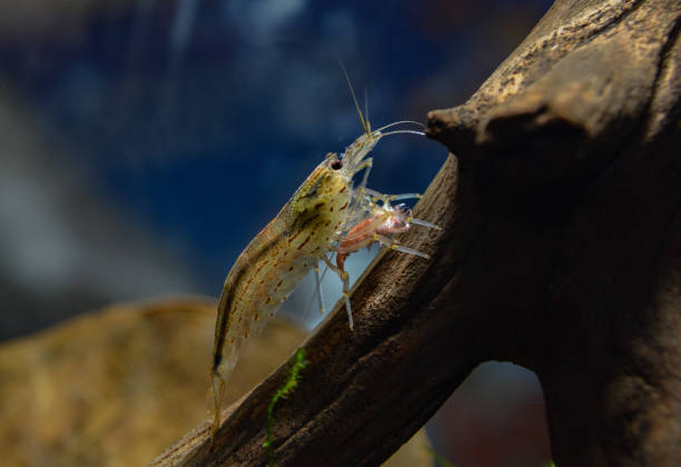 istock Amano shrimp eating dead cherry shrimp 1051072302