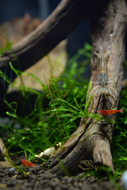 Pet freshwater shrimps standing on manzanita driftwood branch in freshwater fish tank