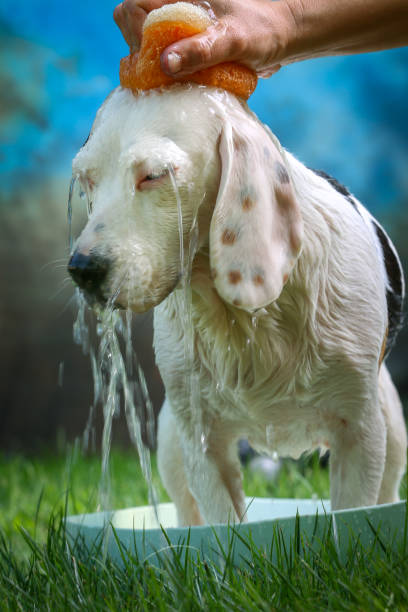 istock Cute dog having bath in summer with sponge and soap 1051074818
