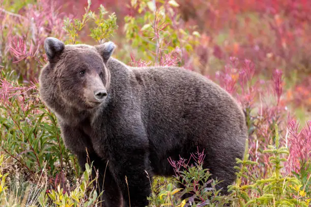 Bear walking in flowers in Yukon Canada