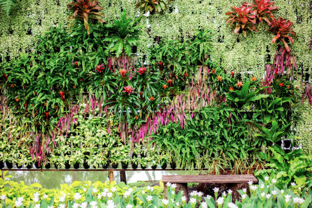istock Flower on wall in garden. 1051075652
