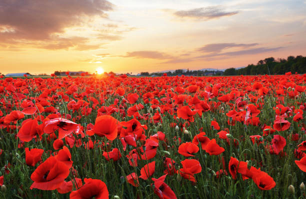 양 귀 비 꽃과 초원 - poppy field flower meadow 뉴스 사진 이미지