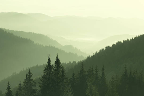 istock Mountains covered with woods in the early morning mist 1051081420