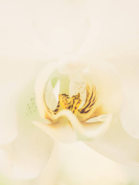 istock beautiful orchid white flower with yellow pollen. 1051081988