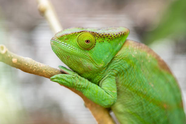 istock Female green Chameleon in Madagascar 1051082074