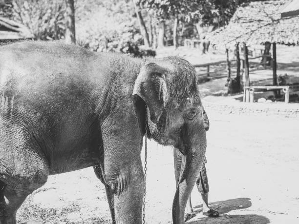 istock Asian elephants in black and white portrait. 1051082106