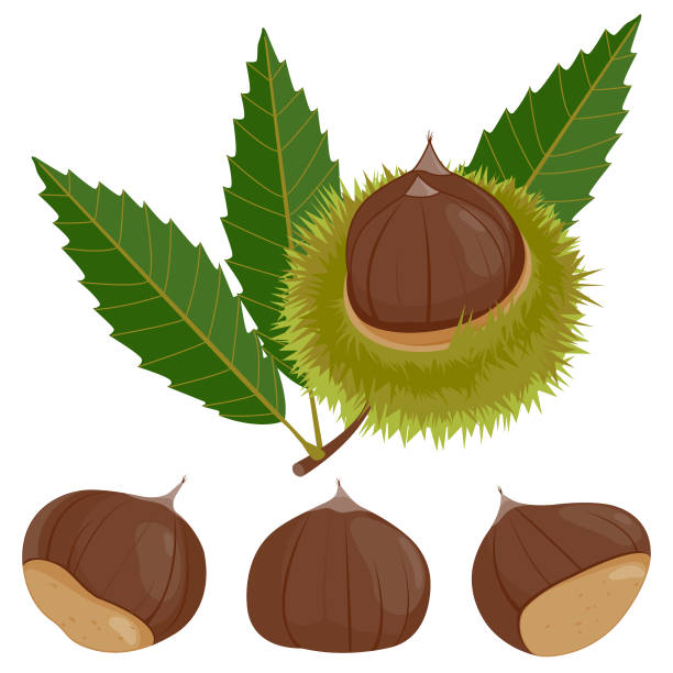 ilustrações de stock, clip art, desenhos animados e ícones de sweet chestnut plant and fruit - chestnut tree