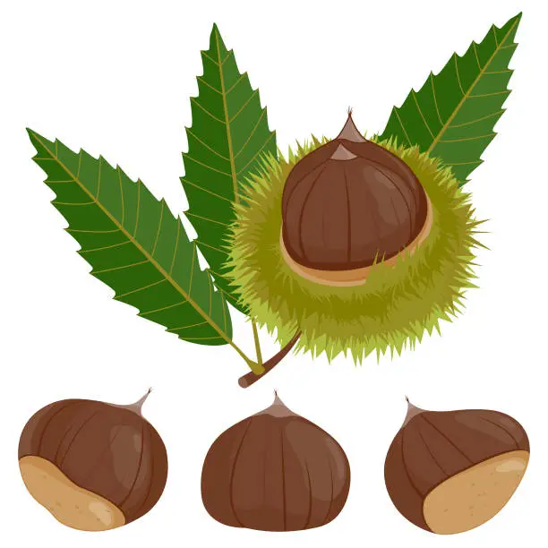 Vector illustration of Sweet chestnut plant and fruit