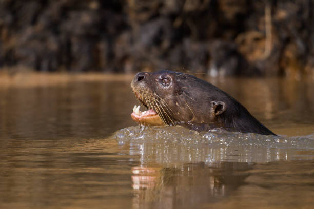 istock Giant River Otter, Pantanal, Mato Grosso, Brazil 1051084768