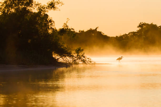 River before sunrise in the Pantanal