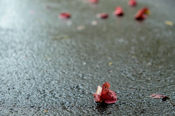 istock Rainy day. Fallen petals in the park. 1051085120